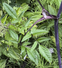 Angelica genuflexa