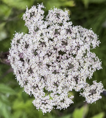 Angelica genuflexa
