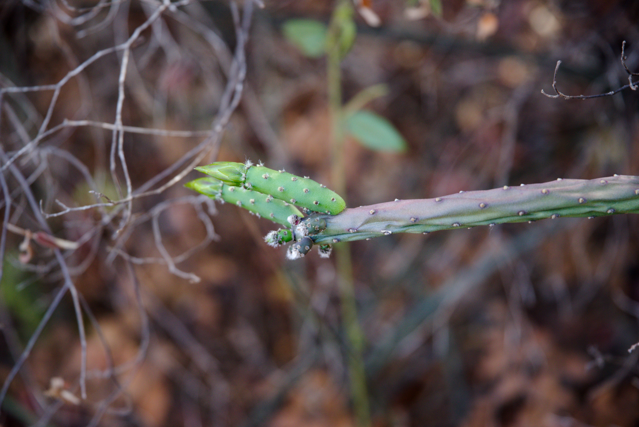 Tacinga funalis