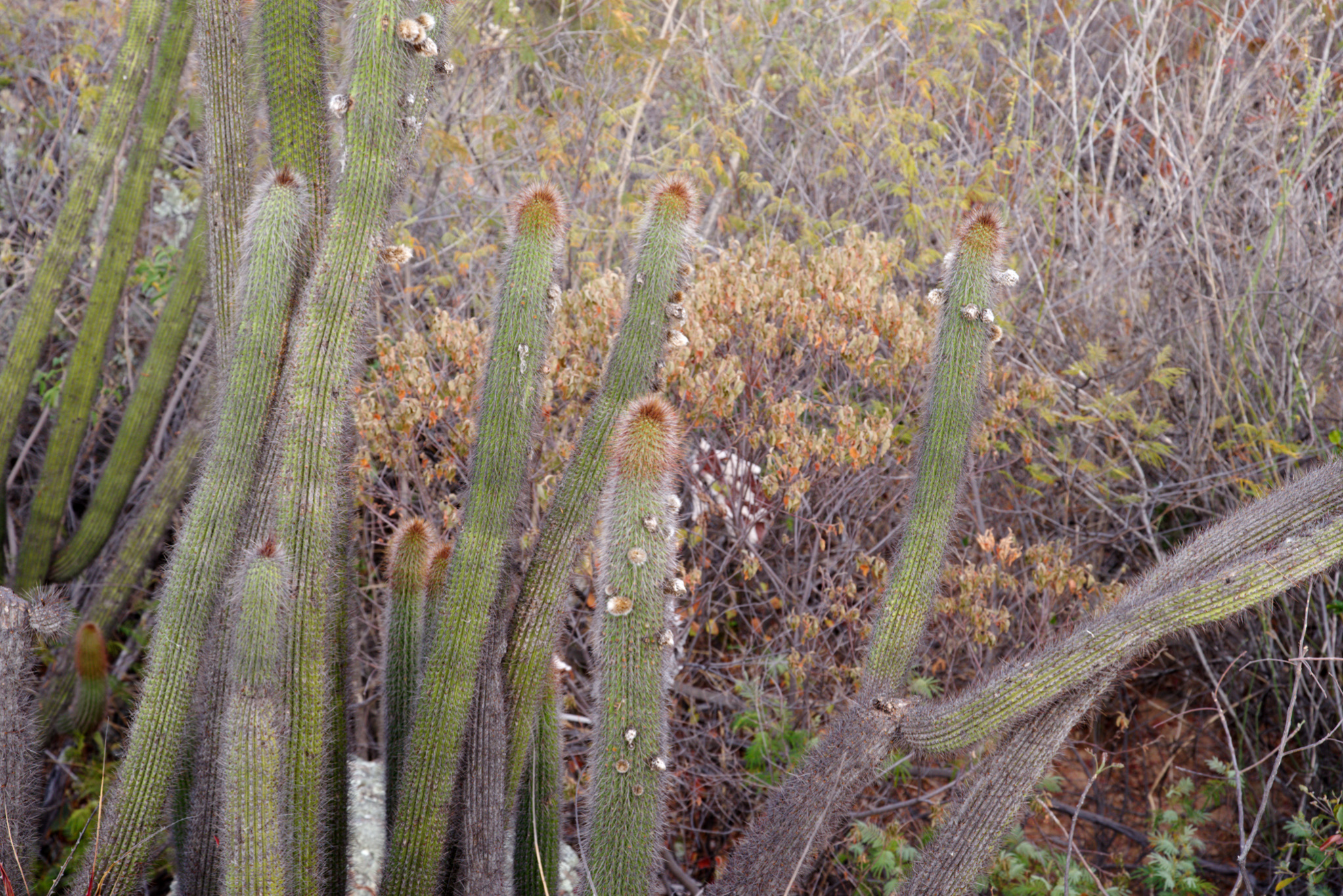 Facheiroa squamosa