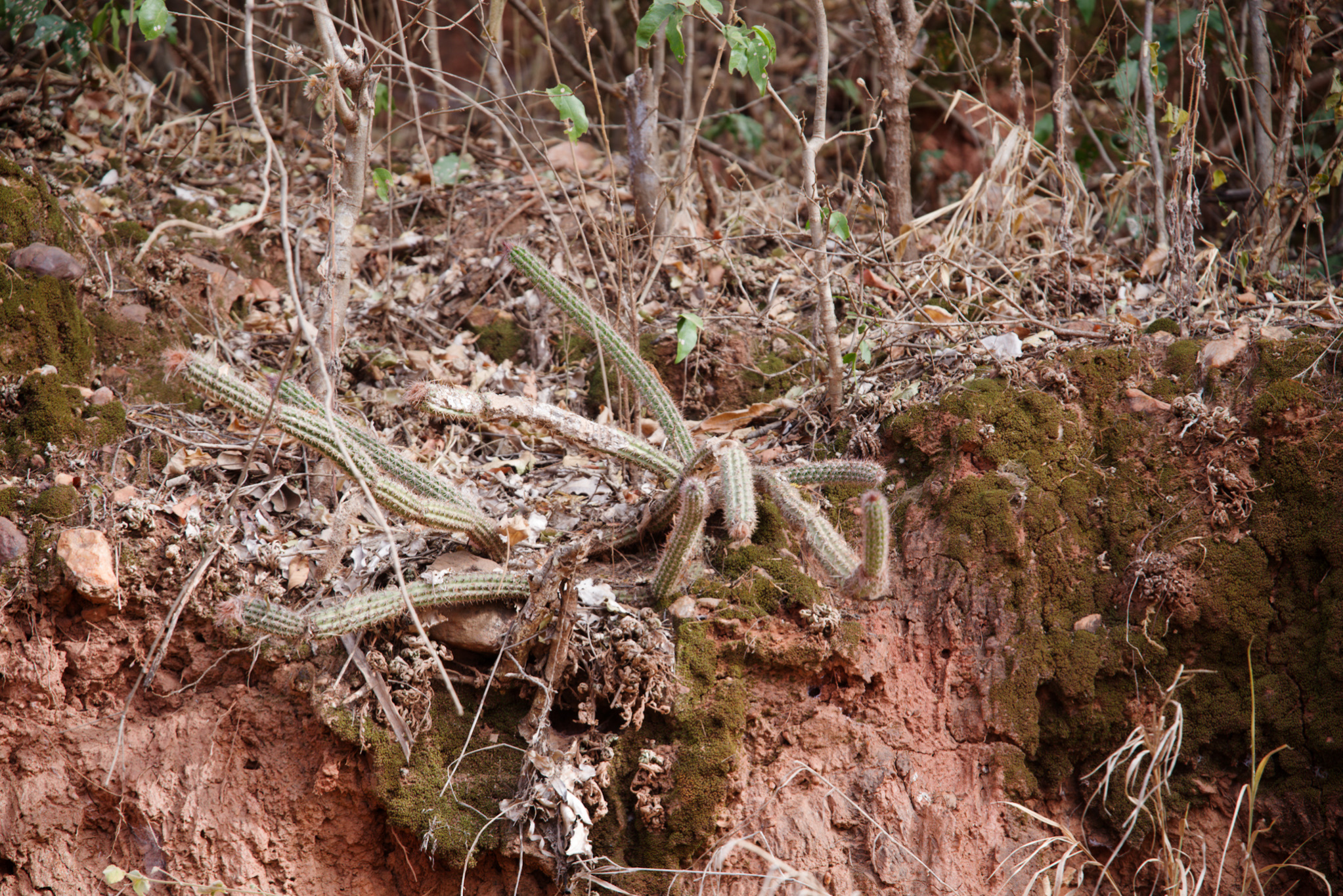 Arrojadoa rhodantha