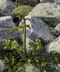 Angelica gmelinii