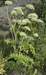Angelica gmelinii