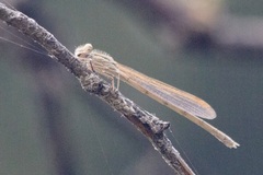Sympecma fusca