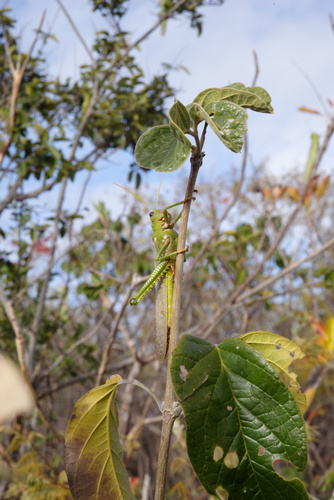 Violet-winged Grasshopper