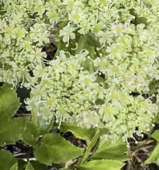 Angelica gmelinii