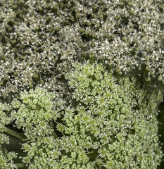 Angelica gmelinii