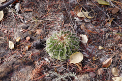 Melocactus zehntneri