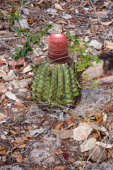 Melocactus zehntneri