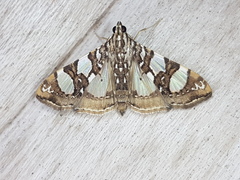 Glyphodes sibillalis