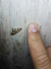 Glyphodes sibillalis