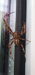 Araneus diadematus