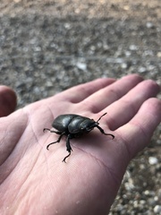 Lucanus cervus