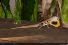 Anolis lineatus
