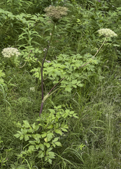 Angelica gmelinii