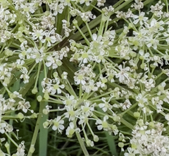 Angelica gmelinii