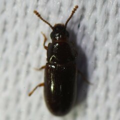Pharaxonotha kirschii