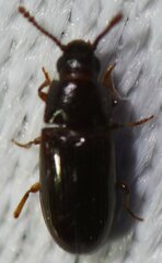 Pharaxonotha kirschii