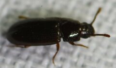 Pharaxonotha kirschii