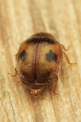 Scymnus subvillosus