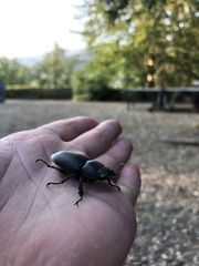 Lucanus cervus