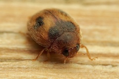 Scymnus subvillosus