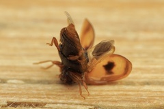 Scymnus subvillosus