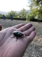 Lucanus cervus
