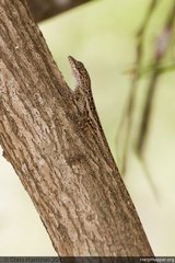 Anolis bonairensis