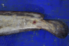 Lethenteron camtschaticum