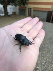 Lucanus cervus