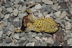 Anaxyrus debilis