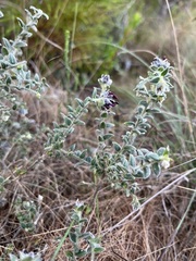 Amphithalea rostrata