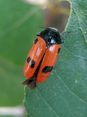 Clytra espanoli