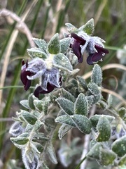 Amphithalea rostrata