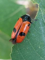Clytra espanoli