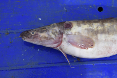 Lethenteron camtschaticum