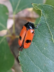 Clytra espanoli