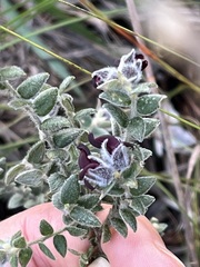 Amphithalea rostrata