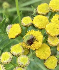 Rhopalomyia tanaceticola