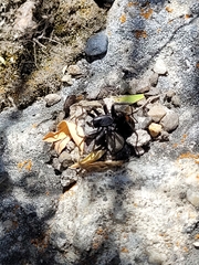 Castianeira walsinghami