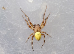 Araniella opisthographa