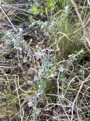 Amphithalea rostrata