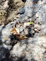 Castianeira walsinghami