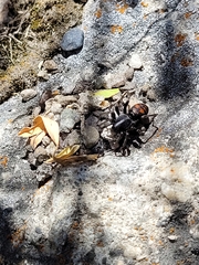 Castianeira walsinghami