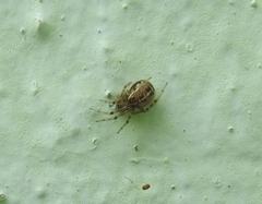 Steatoda castanea