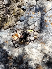 Castianeira walsinghami