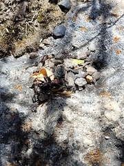 Castianeira walsinghami