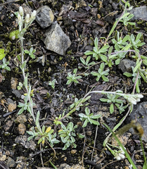 Antennaria alpina