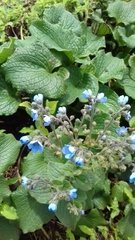 Adelocaryum malabaricum